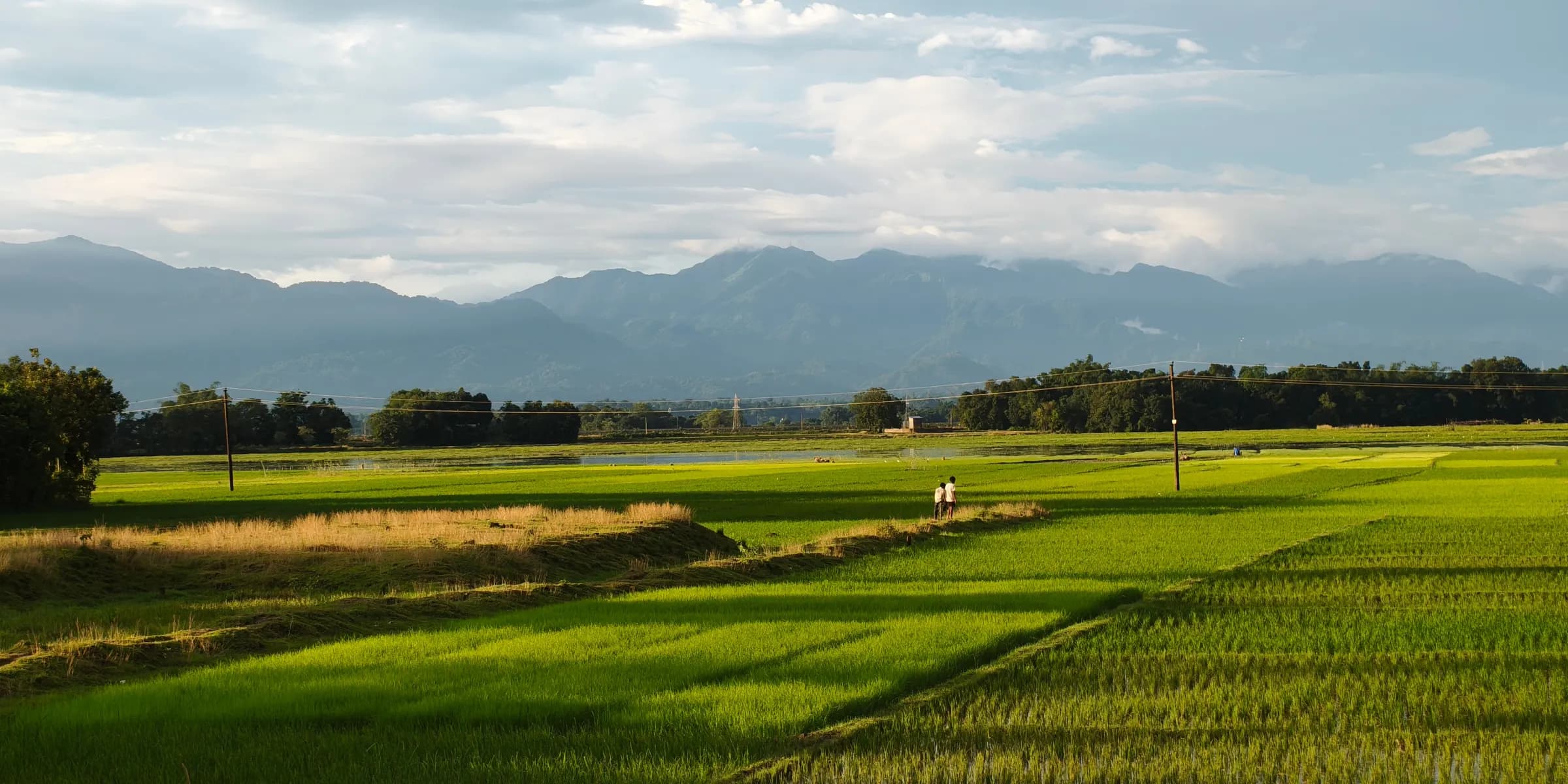 Green paddy fields below a line of blue hills