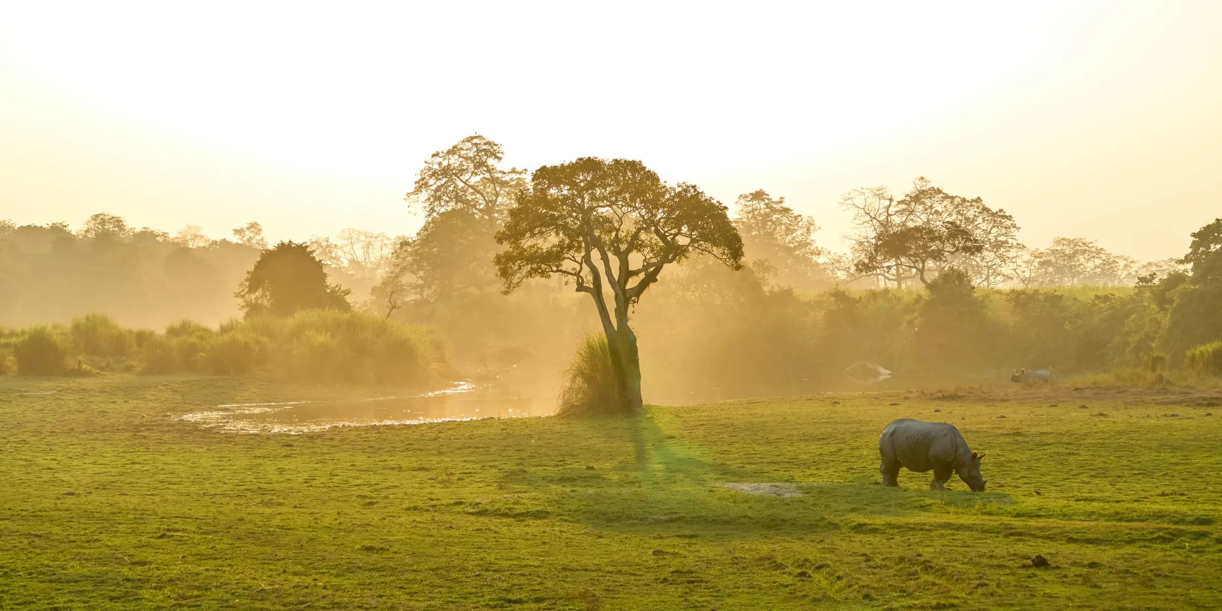 A one-horned rhino grazing in golden morning mist in Assam