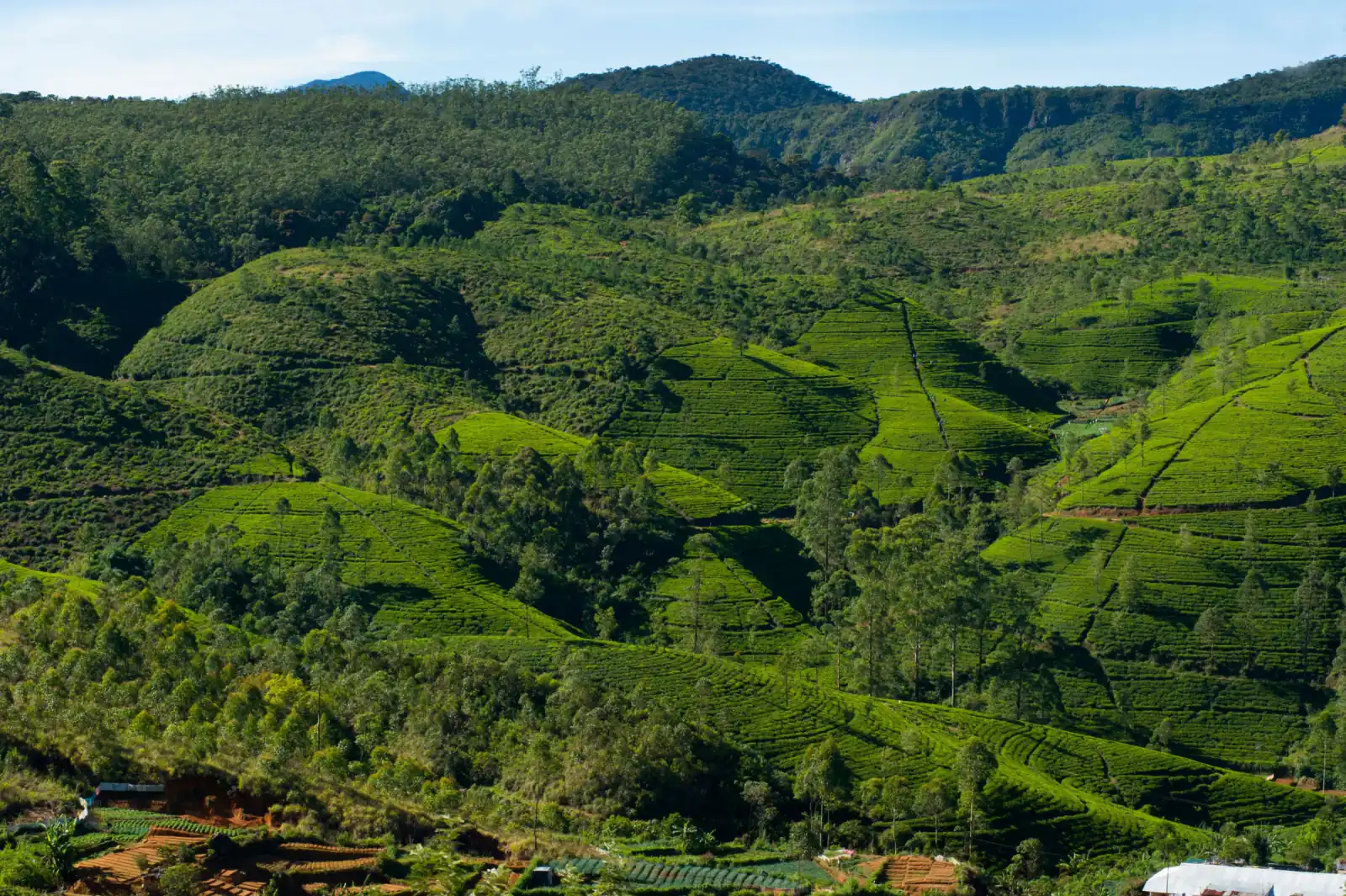 Tea gardens on rolling green hills in Northeast India