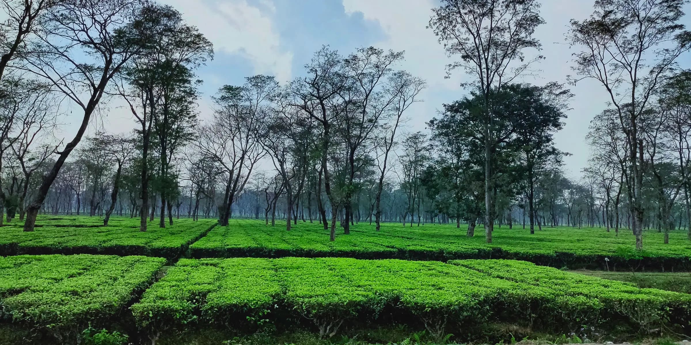 Rows of tea bushes under tall shade trees in an Assam tea garden