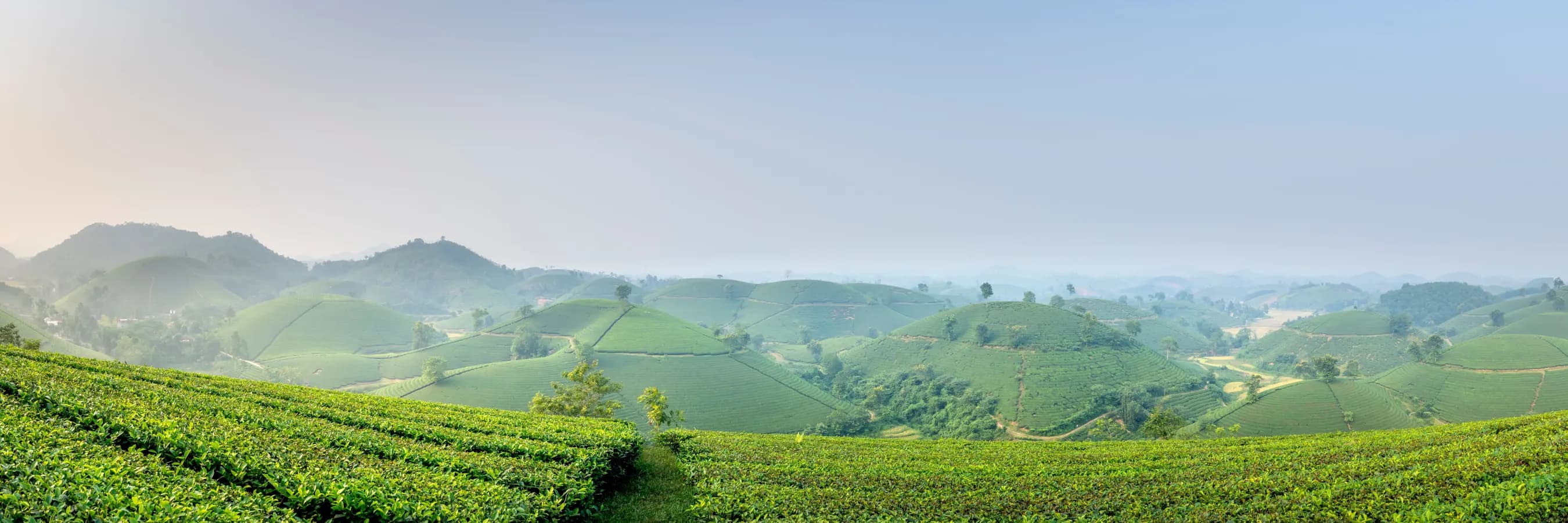Tea gardens rolling towards hazy hills